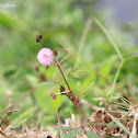 Sensitive Plant