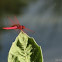 Red dragonfly
