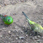 Red-rumped Parrot