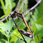 Spangled Skimmer