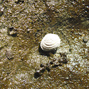 Golden freshwater clam