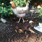 Hen