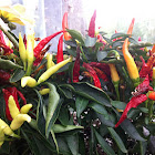 Chili pepper