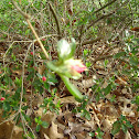 Pink Azaleas