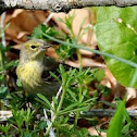 Pine Warbler