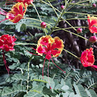 Royal Poinciana