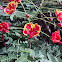 Royal Poinciana
