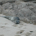 Harbor Seal