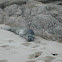 Harbor Seal