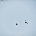 Peregrine Falcons