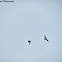 Peregrine Falcons