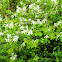 Serviceberry
