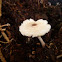 Lepiota cristata, lepiota maloliente