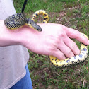 Speckled Kingsnake