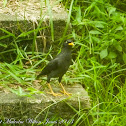 Javan Myna