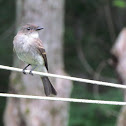 Juvenile Eastern Phoebe