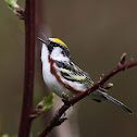 Chestnut-sided Warbler