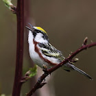 Chestnut-sided Warbler