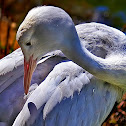Blue Crane