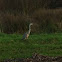 Blue heron