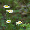 Oxeye Daisy