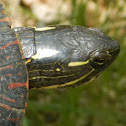 Painted Turtle