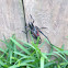 Lubber grasshopper