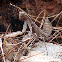 Giant Asian Praying Mantis