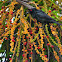 Asian Glossy Starling ( Adult )