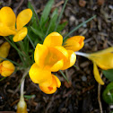 Crocus