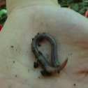 worm
