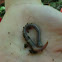 worm