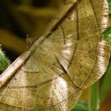 Noctuid moth