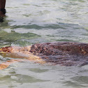 Loggerhead sea turtle