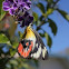 Unknown Butterfly
