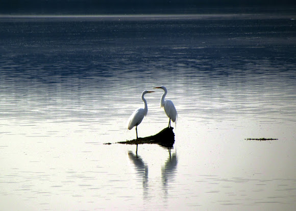 Spotting Image 1