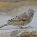 House Sparrow