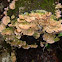 Turkey Tail Fungi
