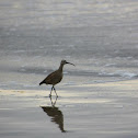 Whimbrel