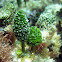 Pinecone Algae