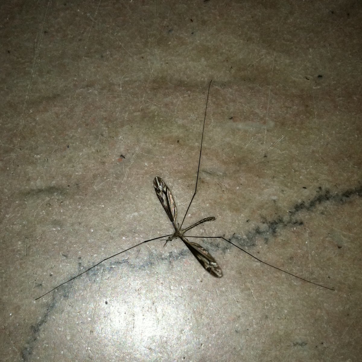 Crane fly