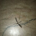 Crane fly