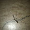 Crane fly
