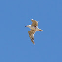 Gull