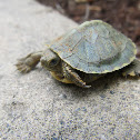 Red-eared slider turtle