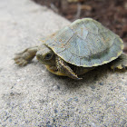Red-eared slider turtle