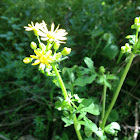 Ragwort