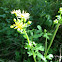 Ragwort