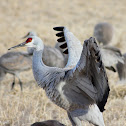 Sandhill Crane