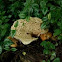 Dryad's Saddle